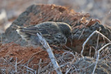 Common Cactus-Finch