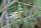 Magnolia Warbler