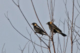 Bobolinks