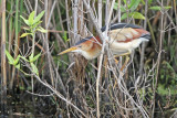 Least Bittern