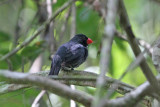 Slate-colored Grosbeak