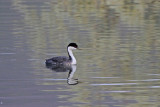 Western Grebe