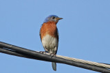 Eastern Bluebird