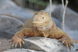 Land Iguana