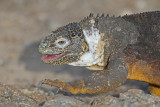 Land Iguana