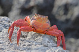 Sally Lightfoot Crab