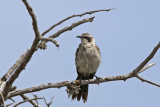 Galapagos Mockingbird (Santa Fe)