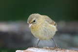  Gray Warbler-Finch (San Cristobal)