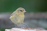 Gray Warbler-Finch