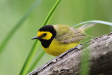 Hooded Warbler