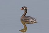 Pied-billed Grebe