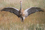 Sandhill Crane