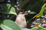 Cedar Waxwing