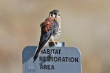 American Kestrel