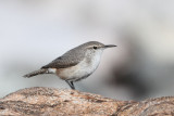 Rock Wren