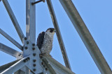 Peregrine Falcon