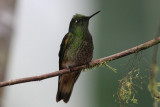 Buff-tailed Coronet