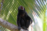 Mantled Howler Monkey