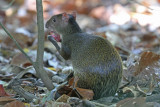 Agouti