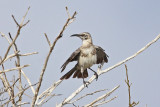 Espanola Mockingbird