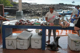 Fish Market 