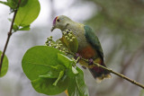 Palau Fruit Dove