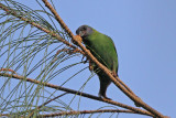 Blue-faced Parrot Finch