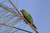 Blue-faced Parrot Finch