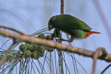 Blue-faced Parrot Finch