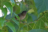 Dusky White-eye