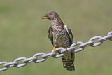 Oriental Cuckoo