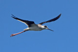 Black-winged Stilt