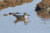 Common Sandpiper