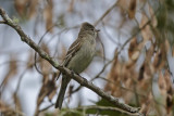 Lesser Elaenia