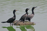 Neotropic Cormorant