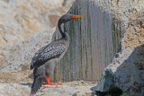 Red-legged Cormorant