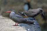 Inca Tern