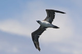 Peruvian Booby