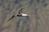 Peruvian Booby