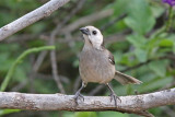 White-headed Brush-Finch