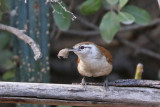 Superciliated Wren