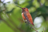 Rufous Hummingbird