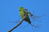 Pacific Parrotlet