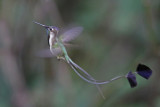 Marvelous Spatuletail