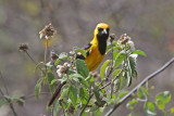 White-edged Oriole