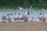 Belchers Gull with pink Franklins Gulls
