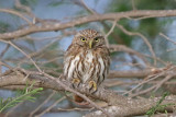 Peruvian Pygmy Owl