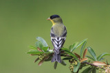 Lesser Goldfinch
