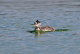 Great Grebe youngster