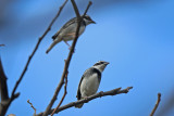 Collared Warbling-Finch